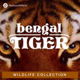 Wildlife Collection: Bengal Tiger