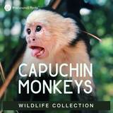 Wildlife Collection: Capuchin Monkey