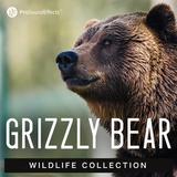Wildlife Collection: Grizzly Bear